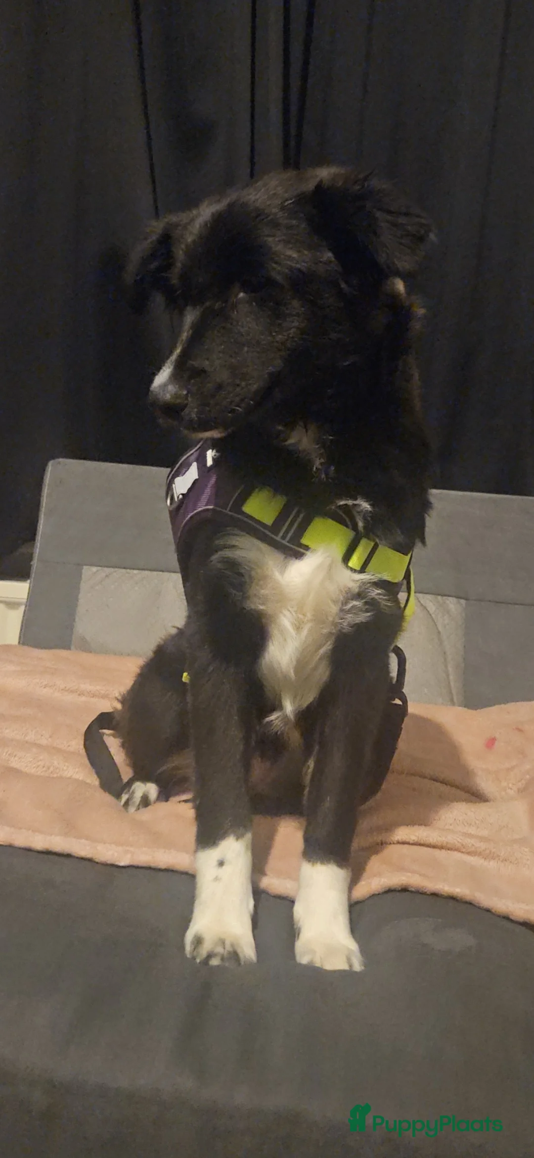 Kruising honden te koop: Hele lieve pup - Advertentie 3