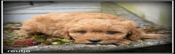 Maltipoo honden te koop: Maltipoo F1b pups - Advertentie 5
