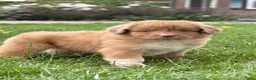 Kruising honden te koop: Nova scotia duck tolling x Australian shepherd pup - Advertentie 2