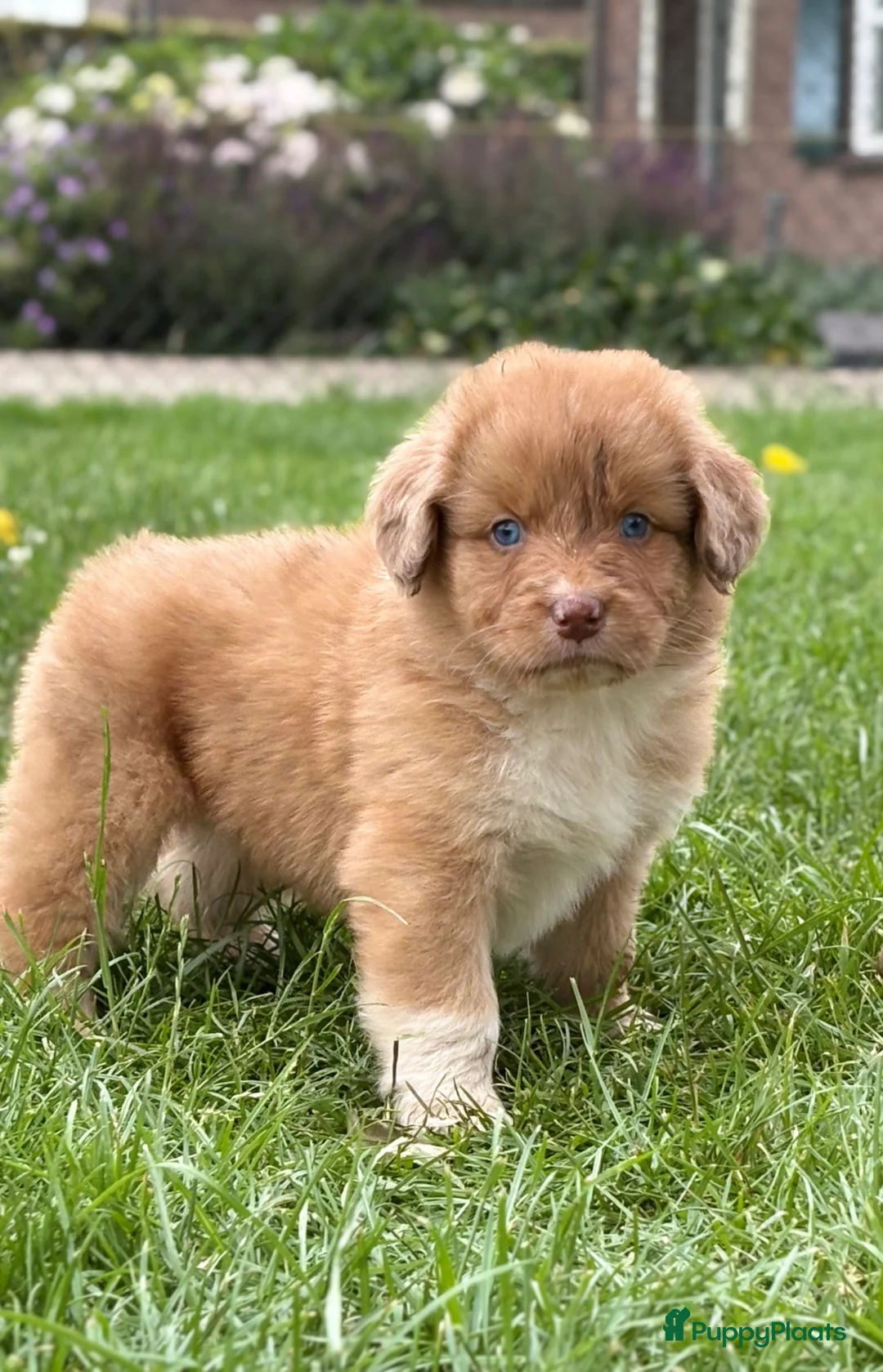 Kruising honden te koop: Nova scotia duck tolling x Australian shepherd pup - Advertentie 2