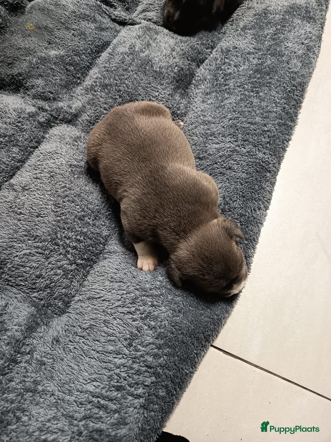 Amerikaanse Bully honden te koop: Amerikaanse Bully-puppy's  - Advertentie 6