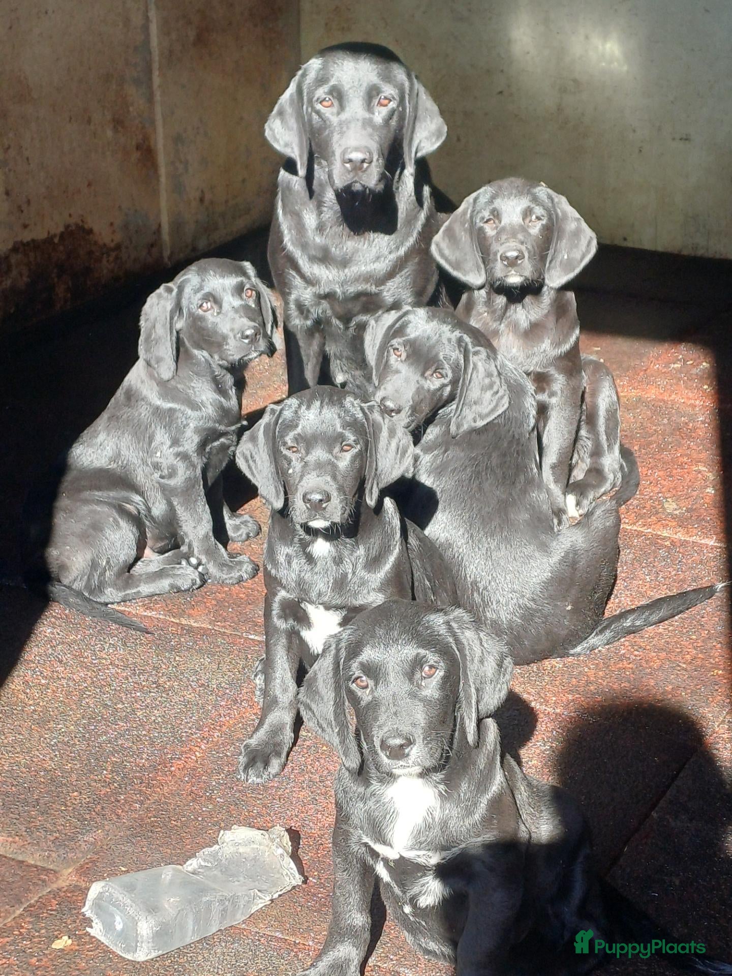 Labrador Retriever honden leuke labrador pups - Advertentie 2