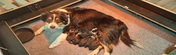 Border Collie honden te koop: Liefdevol gefokte Border Collie pups (FCI/LOSH) - Advertentie 15