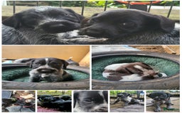 Duitse Staande Hond Draadhaar honden te koop: Duitse staande ruwhaar/draadhaar  - Afbeelding 14