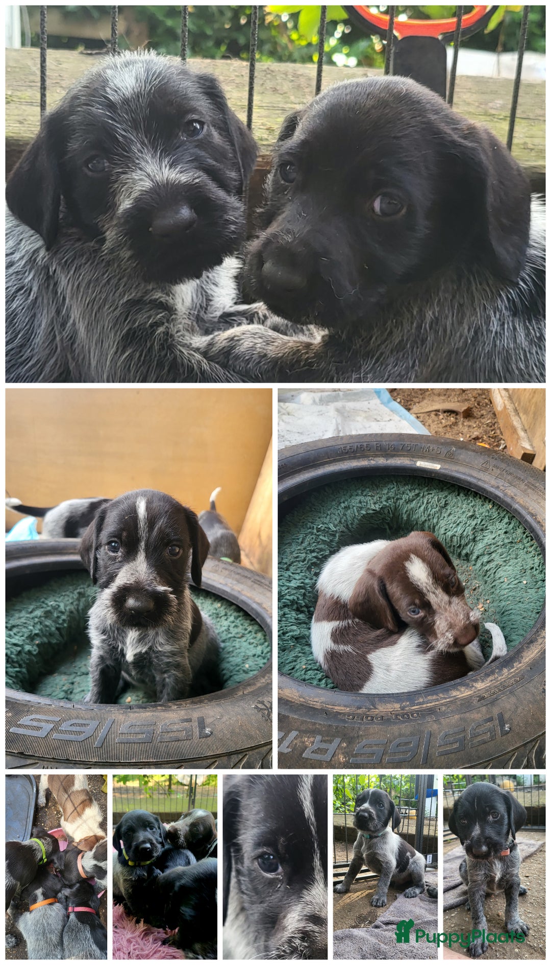 Duitse Staande Hond Draadhaar honden te koop: Duitse staande ruwhaar/draadhaar  - Afbeelding 14