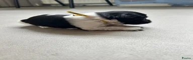 Nederlandse Schapendoes 5