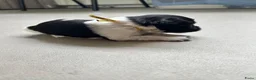 Nederlandse Schapendoes honden te koop: Prachtige schapendoesjes - Advertentie 7