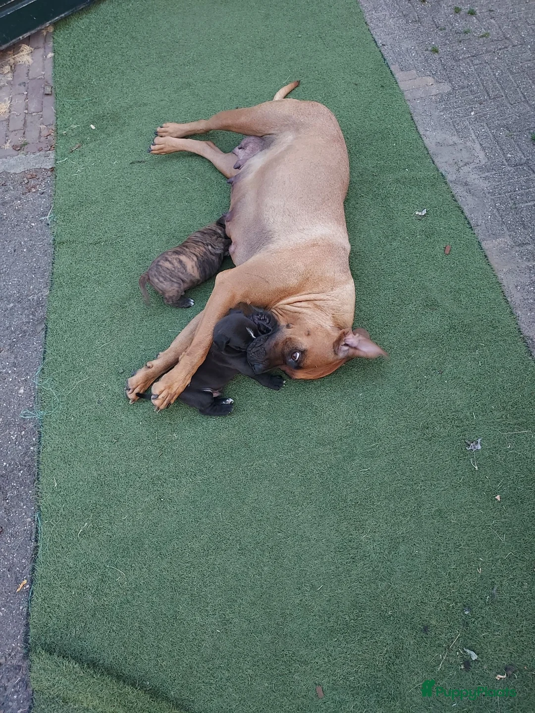 Kruising honden te koop: Boerboel x amerikaanse stafford pups - Advertentie 1