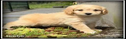 Maltipoo honden te koop: Maltipoo F1b pups - Advertentie 18