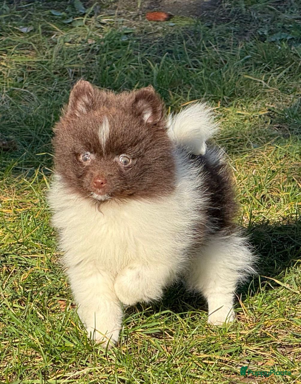 Pomeriaan honden 7 weken oude spitz puppy - Advertentie 5