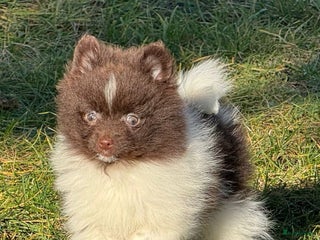 Pomeriaan honden 7 weken oude spitz puppy - Advertentie 3