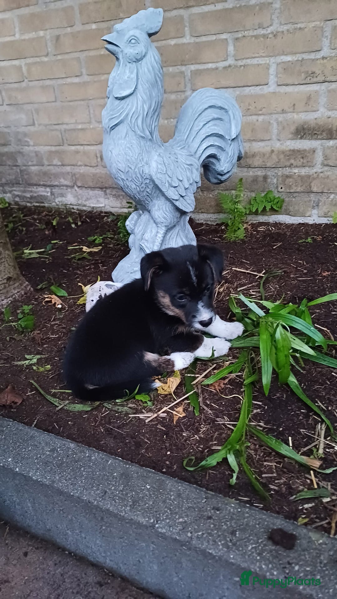 Welsh Corgi Cardigan honden te koop: 2 Welsh Corgi Cardigan pups te koop! in Barneveld - Afbeelding 7