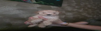 Poedel Toy 2