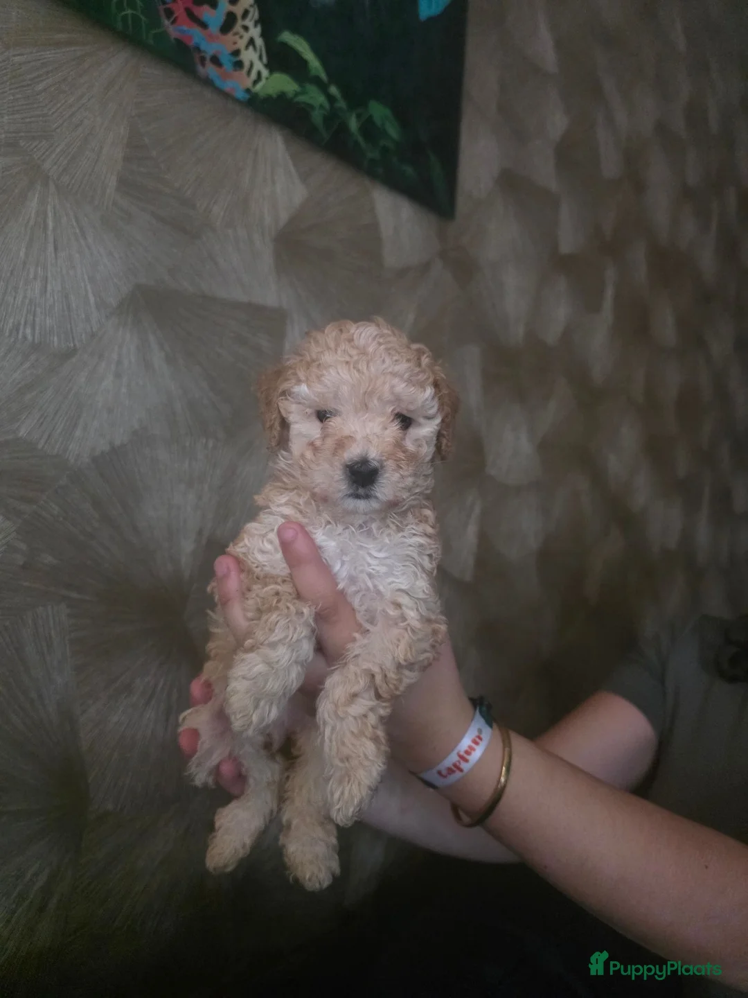 Poedel Toy honden te koop: Mini toypoedel pups - Advertentie 3