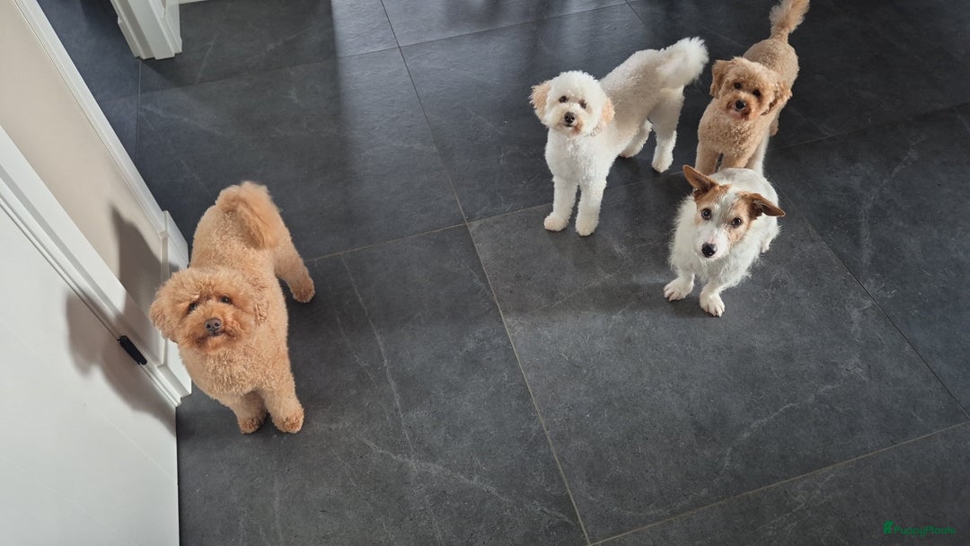 Poedel Toy honden te koop: Toypoedels verwacht - Advertentie 9