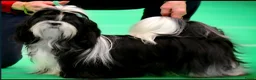 Shih Tzu honden te koop: Te koop raszuivere shih-tzu pup met fci stamboom  - Advertentie 12