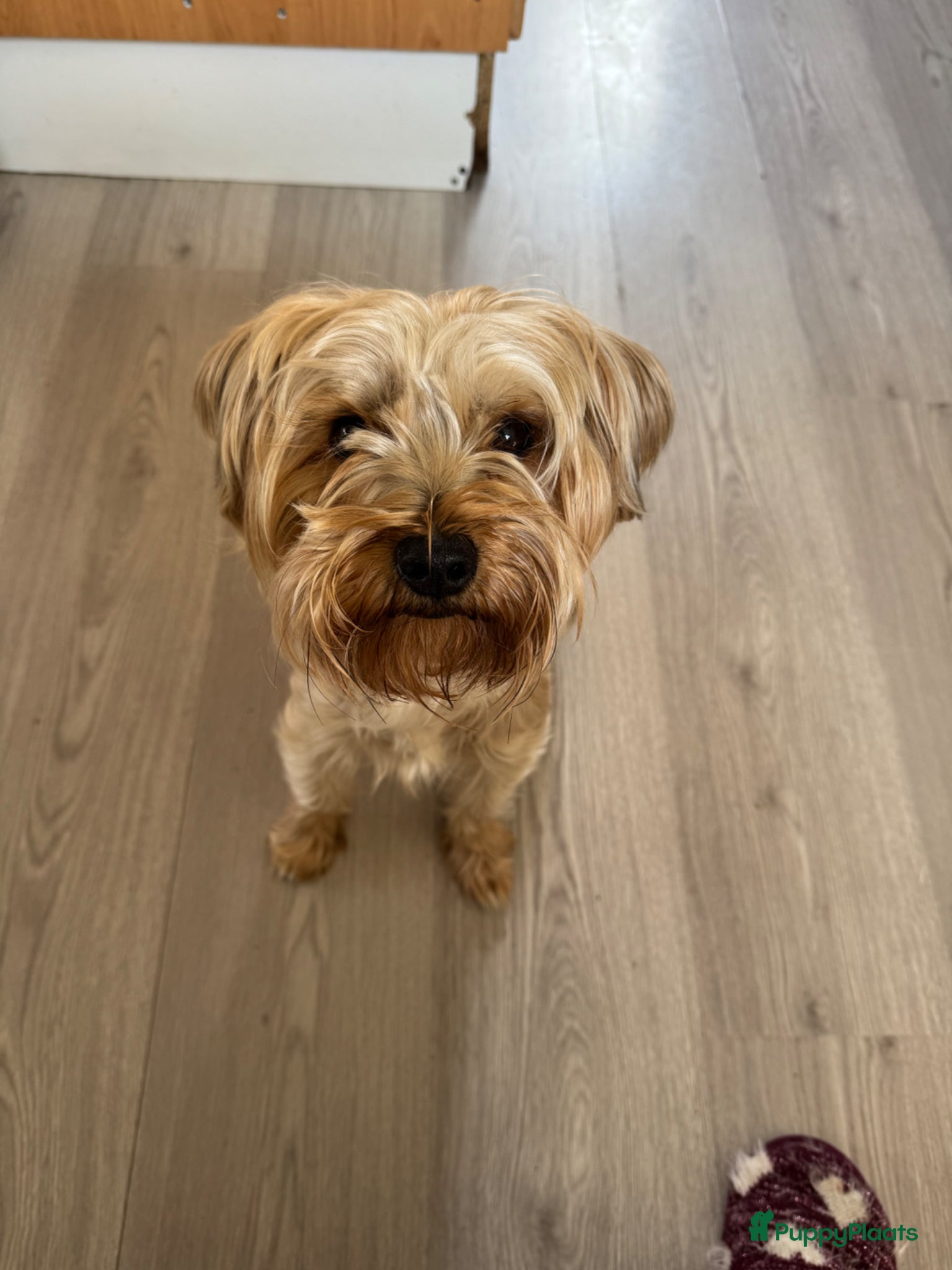 Yorkshire Terriër honden Yorkshire terrier  - Advertentie 1
