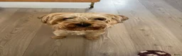 Yorkshire Terriër honden te koop: Yorkshire terrier  in Vlaardingen - Advertentie 1