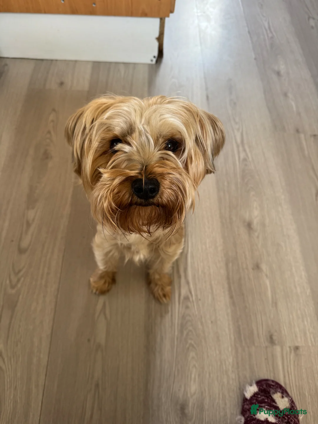 Yorkshire Terriër honden te koop: Yorkshire terrier  in Vlaardingen - Advertentie 1