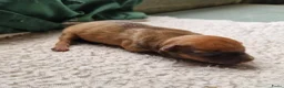 Dwergpinscher honden te koop: Dwergpinschers pups te koop - Advertentie 8