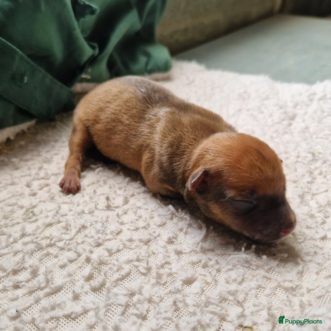 Dwergpinscher honden te koop: Dwergpinschers pups te koop - Advertentie 8