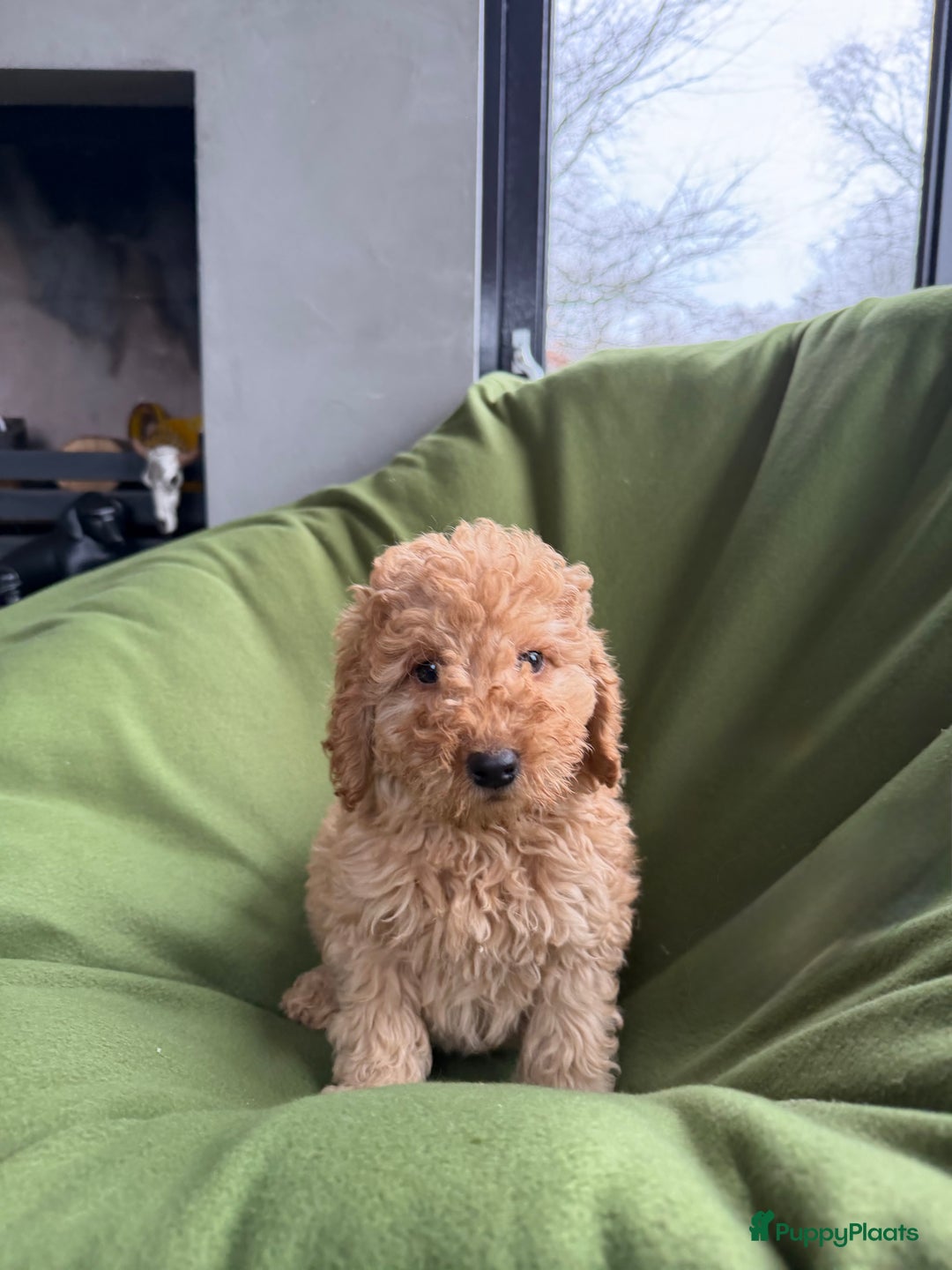 Labradoodle honden te koop: Mini Doodle (Dwergpoedel x Labradoodle) pups - Advertentie 15