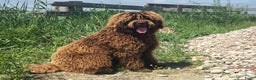 Labradoodle honden ter dekking: labradoodle dekreu  ook op locatie  in Westzaan - Advertentie 1