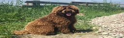Labradoodle honden ter dekking: labradoodle dekreu  ook op locatie  in Westzaan - Advertentie 1