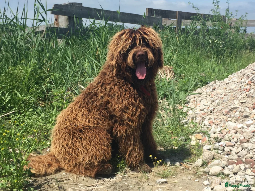 Labradoodle honden ter dekking: labradoodle dekreu  ook op locatie  in Westzaan - Advertentie 1