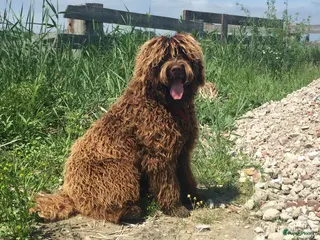 Labradoodle honden labradoodle dekreu ook op locatie in Westzaan - Advertentie 7