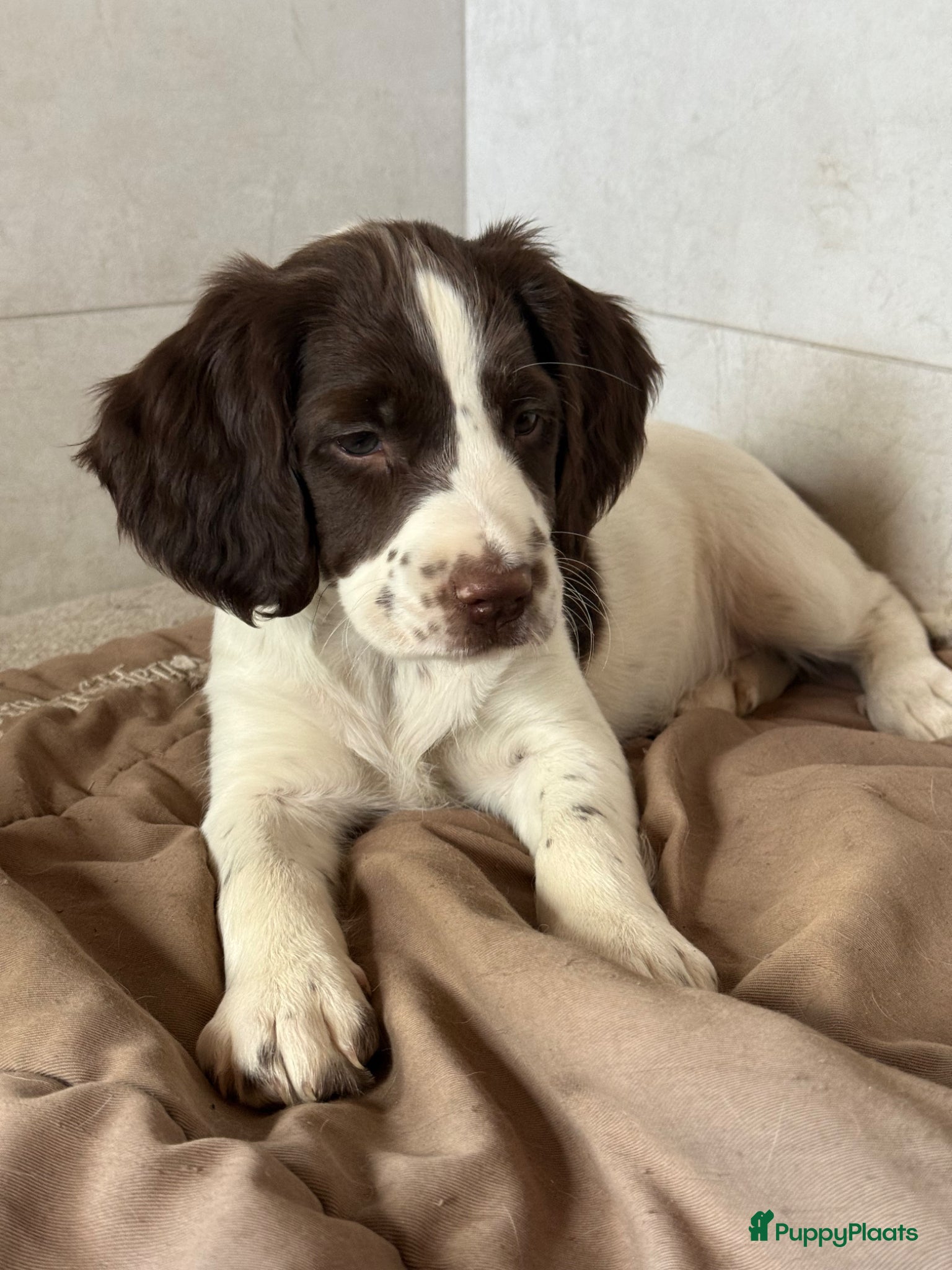Engelse Springer Spaniel honden Engelse Springer Spaniël pups - Advertentie 1