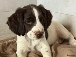 Engelse Springer Spaniel honden Engelse Springer Spaniël pups - Advertentie 1