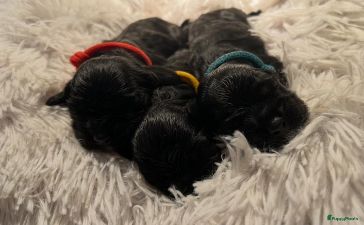 Amerikaanse Cocker Spaniel honden - Advertentie 5