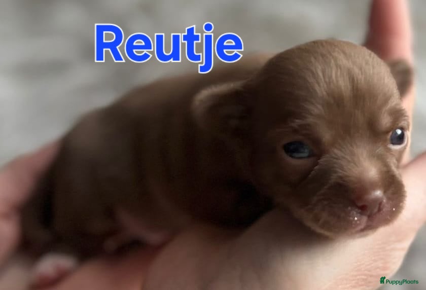 Chihuahua honden Mooie chihuahuapups - Advertentie 1