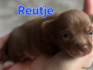 Chihuahua honden Mooie chihuahuapups - Advertentie 1