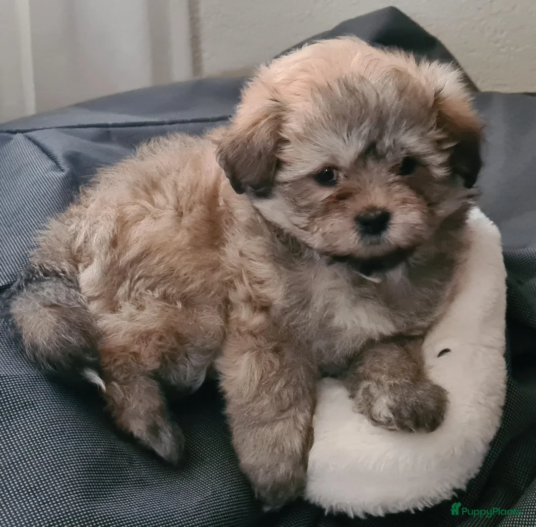 Maltipom honden te koop: Prachtig Lieve,shipom in ons gezin opgegroeid - Advertentie 2