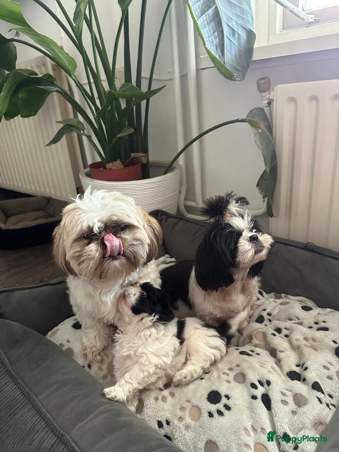 Shih Tzu honden te koop: Shih -Tzu reutje  - Advertentie 8