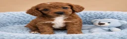 Cavapoo honden te koop: Supee mooie cavapoo pups - Advertentie 5