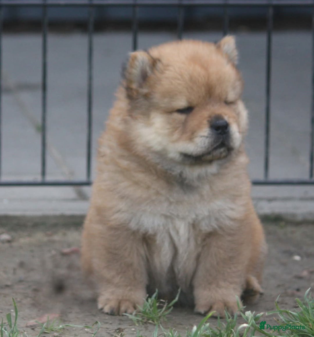 Chow Chow honden te koop: Chow Chow pups - Afbeelding 9