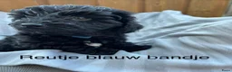 Maltipoo honden te koop: Maltipoo  - Advertentie 19