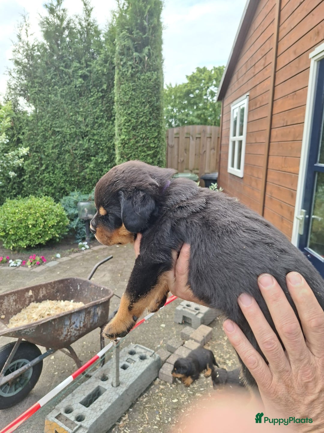 Rottweiler honden te koop: Raszuivere rottweiler pups te koop  - Afbeelding 6
