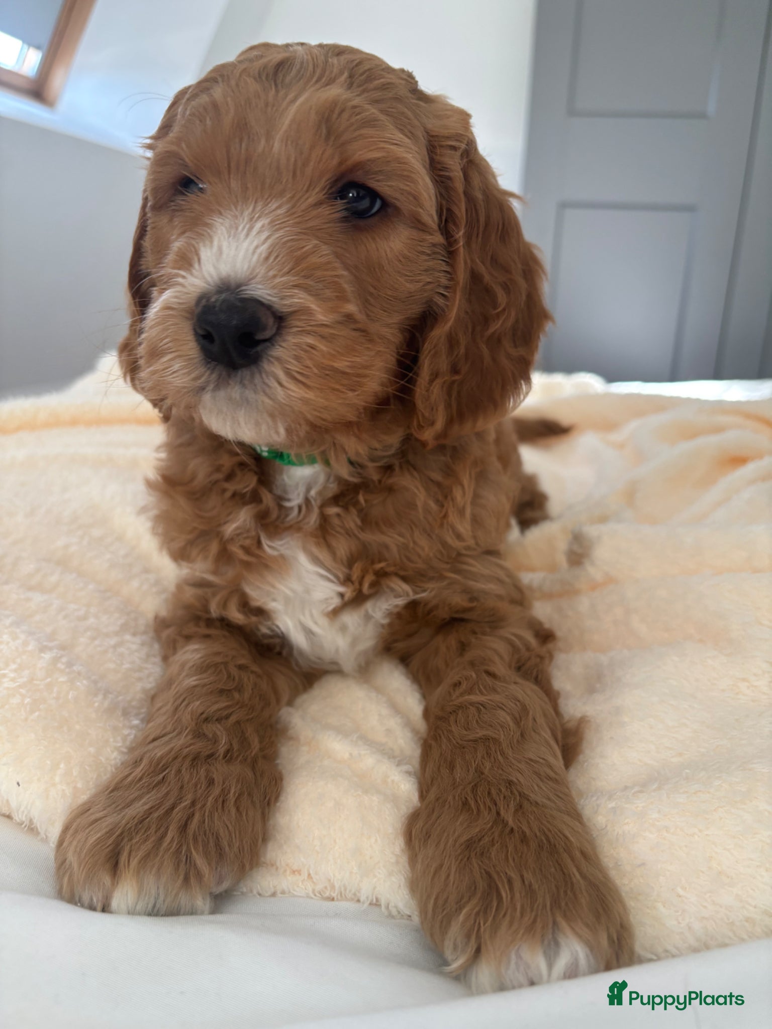 Australian Labradoodle honden Australian labradoodle pups - Advertentie 2