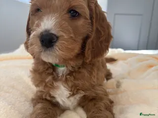 Australian Labradoodle honden Australian labradoodle pups - Advertentie 2