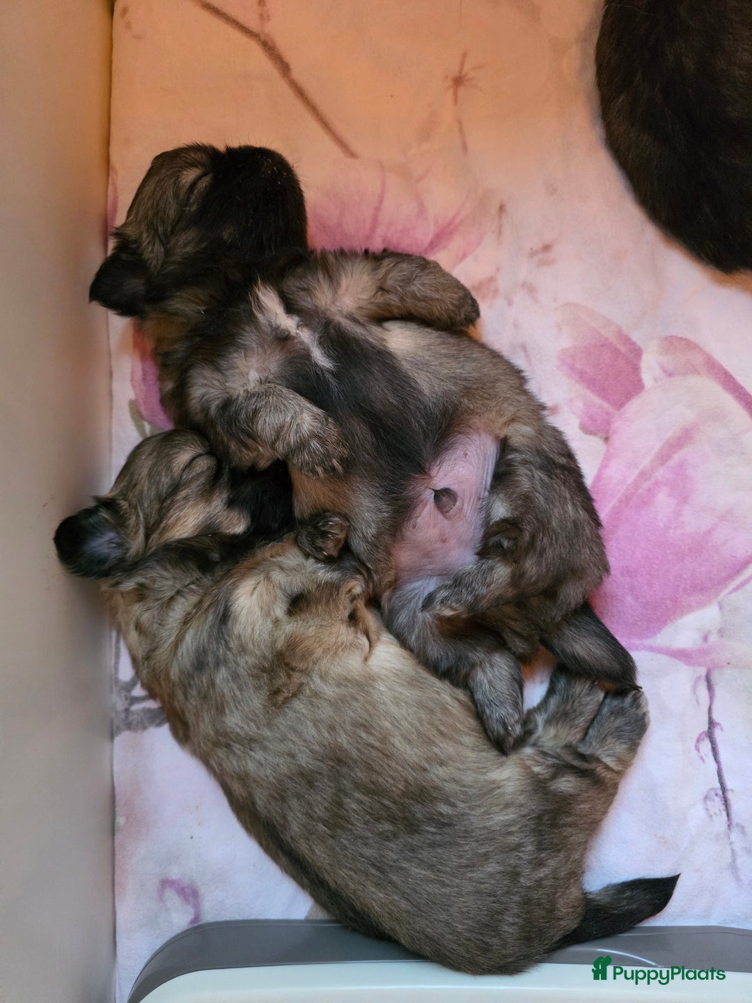 Tibetaanse Spaniel honden te koop: Tibetaanse spaniel pups beschikbaar (Groningen) - Advertentie 10