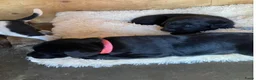 Goldador honden te koop: Labrador x Golden Retriever - Advertentie 3
