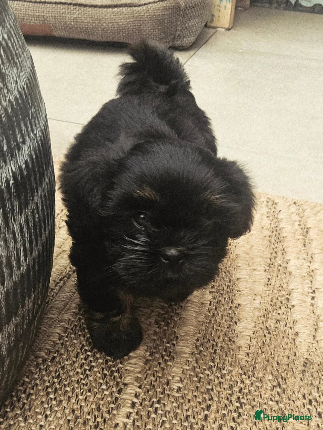 Shih Tzu honden te koop: Raszuivere Shihtzu pups - Advertentie 12
