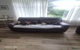 Labrador Retriever honden te koop: Te koop bijzondere mooie Labradorpuppy's  in Bunnik - Afbeelding 3