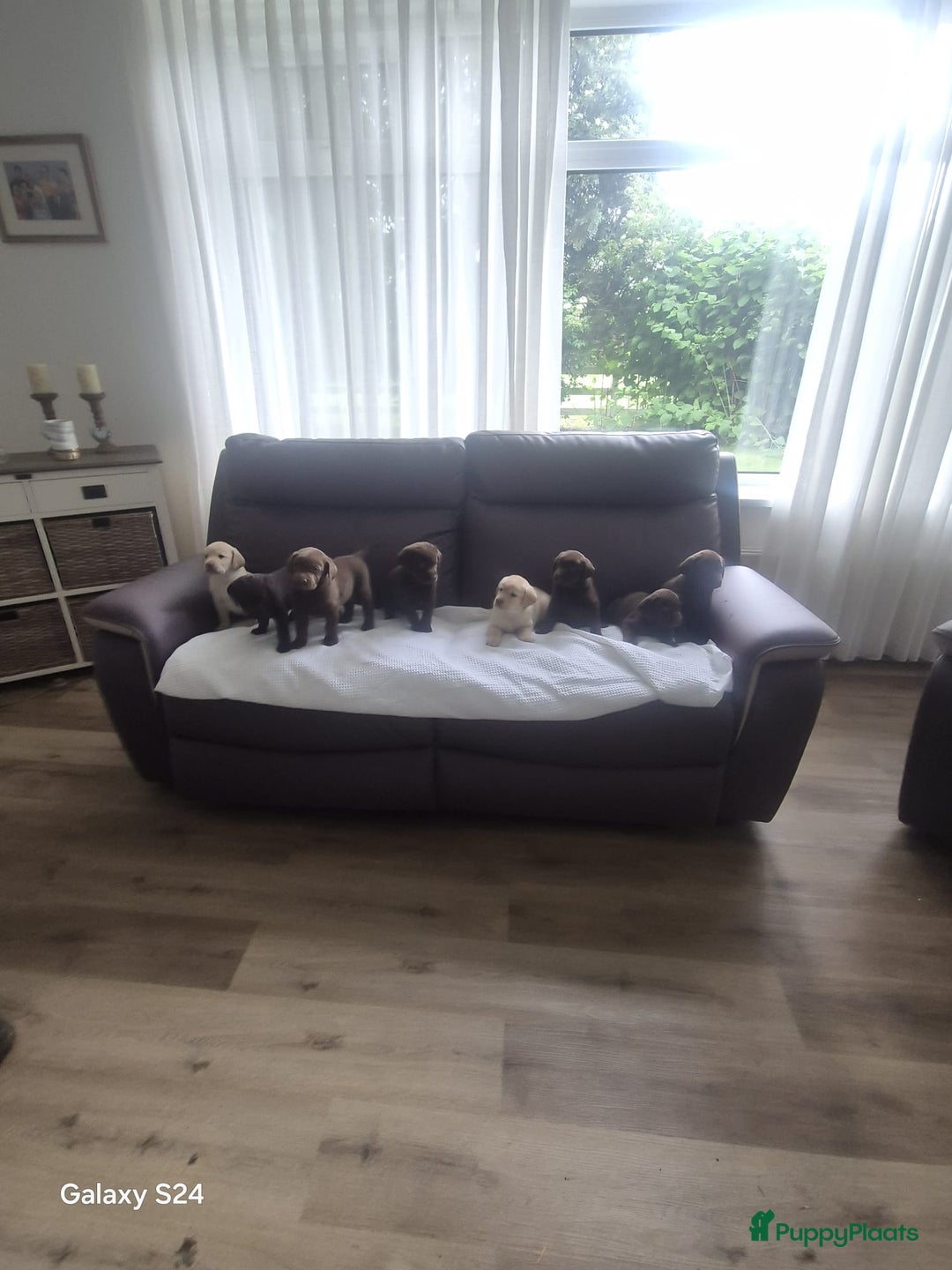 Labrador Retriever honden te koop: Te koop bijzondere mooie Labradorpuppy's  in Bunnik - Afbeelding 3
