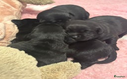 Labrador Retriever honden te koop: Zwarte labrador pups - teefje nog beschikbaar in Molenschot - Afbeelding 4