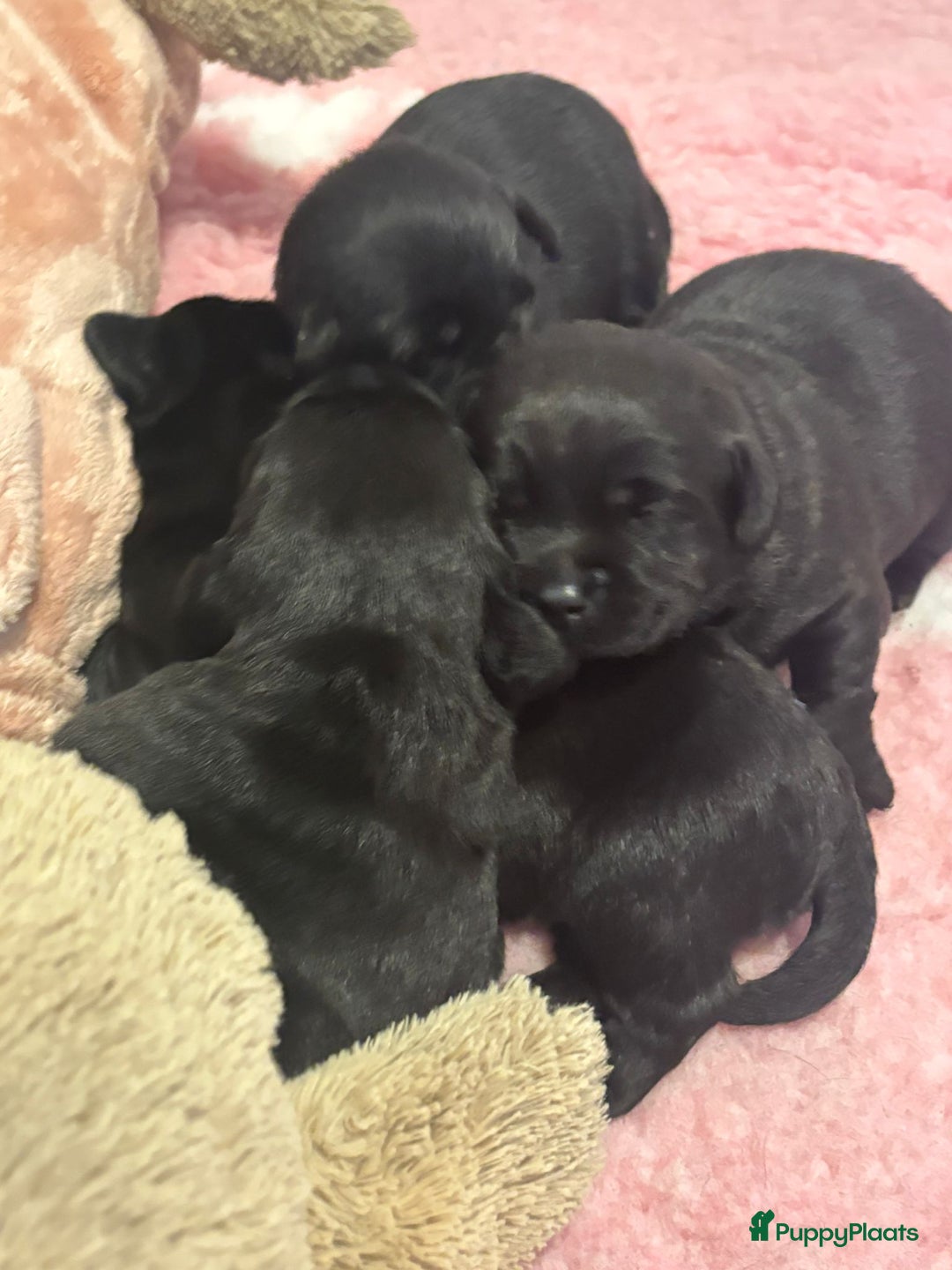 Labrador Retriever honden te koop: Zwarte labrador pups - teefje nog beschikbaar in Molenschot - Afbeelding 4